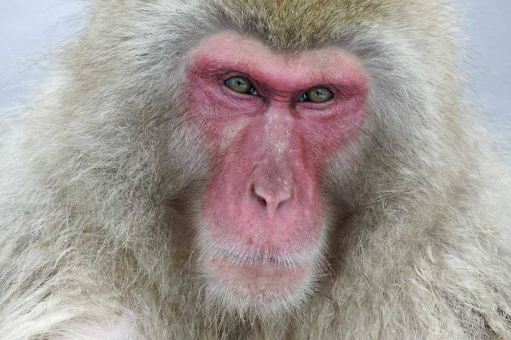 Japan, Jigokudani Monkey Park A snow monkey